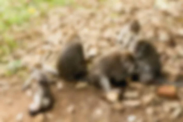 Ubud Monkey Forest Bali Indonesien resetemat oskärpa bakgrund — Stockfoto