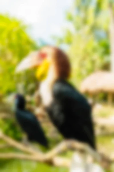 Bird park Bali Indonesien resetemat oskärpa bakgrund — Stockfoto