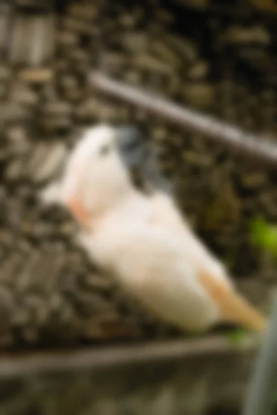 Bali Indonesien resor tema oskärpa bakgrund — Stockfoto