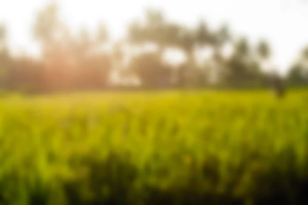 Bali Indonesien resor tema oskärpa bakgrund — Stockfoto