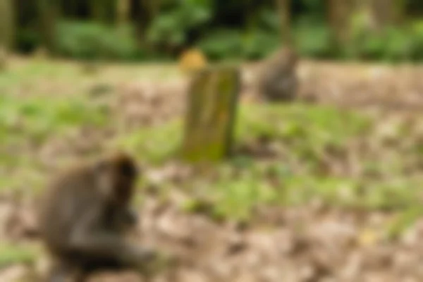 Ubud Monkey δάσος Μπαλί Ινδονησία ταξίδια θέμα θάμπωμα του φόντου — Φωτογραφία Αρχείου