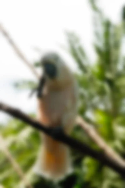 Bird park Bali Indonesien resetemat oskärpa bakgrund — Stockfoto