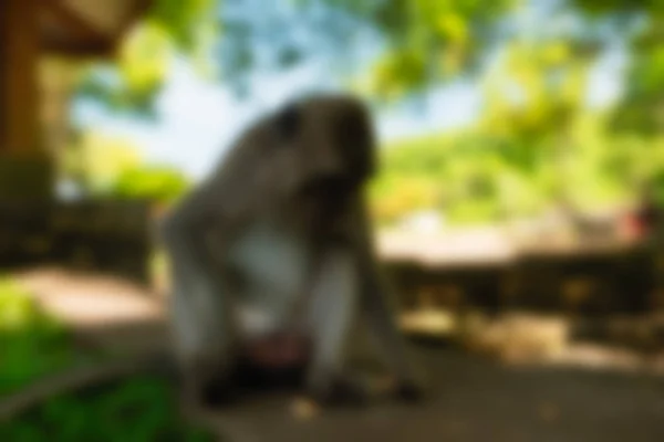 Bali Indonesia Travel theme blur background — Stock Photo, Image