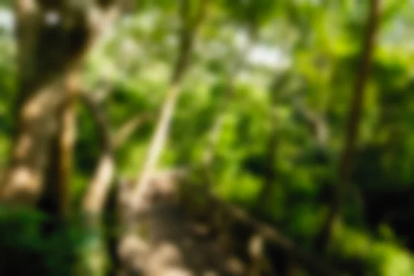 乌布猴子森林巴厘岛印度尼西亚旅游主题模糊背景 — 图库照片