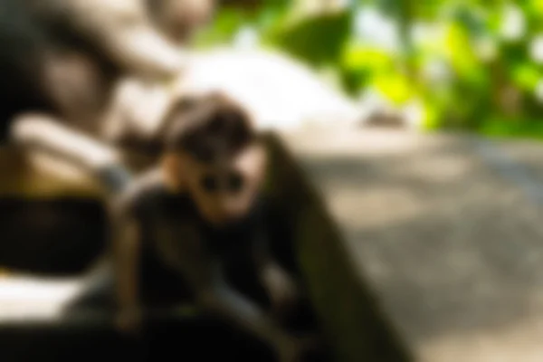 Ubud Monkey Forest Bali Indonésie cestování téma rozostření pozadí — Stock fotografie