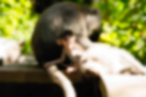 Ubud Monkey Forest Bali Indonesien resetemat oskärpa bakgrund — Stockfoto