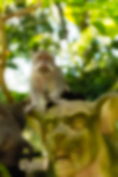 Ubud Monkey Forest Bali Indonesië reizen thema achtergrond wazig — Stockfoto