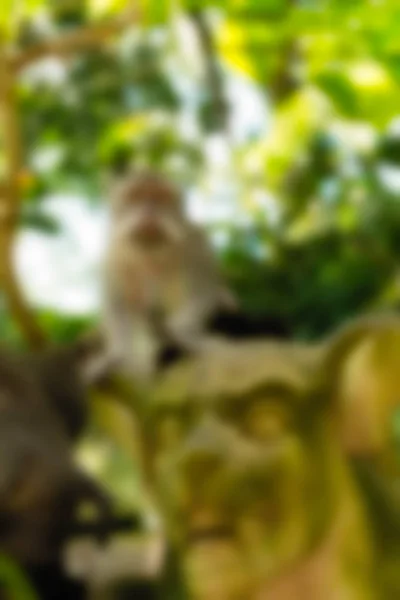 Ubud Monkey δάσος Μπαλί Ινδονησία ταξίδια θέμα θάμπωμα του φόντου — Φωτογραφία Αρχείου