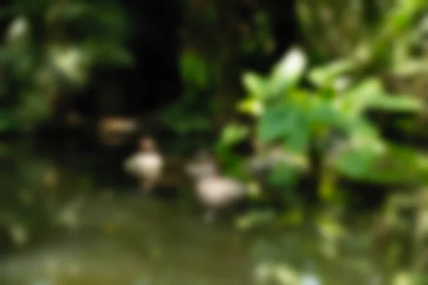 Pássaro Parque Bali Indonésia viagem tema desfocar o fundo — Fotografia de Stock