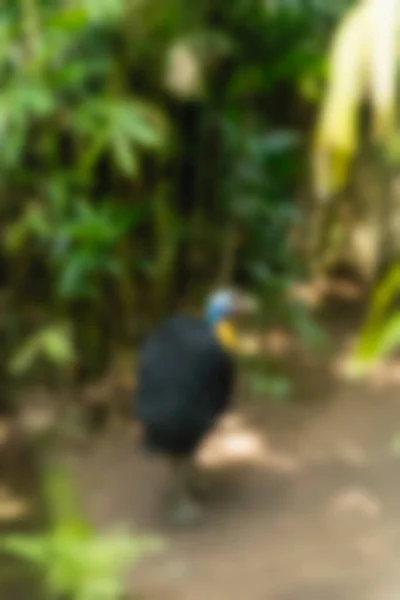 Parque de aves Bali Indonesia Viajes tema desenfoque fondo — Foto de Stock