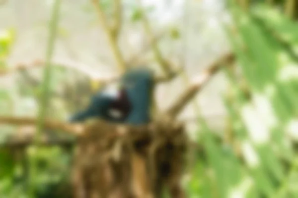 Bird park Bali Indonesien resetemat oskärpa bakgrund — Stockfoto