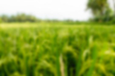 Bali Endonezya Seyahat tema bulanıklık arka plan