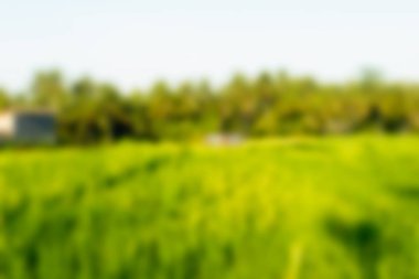 Bali Endonezya Seyahat tema bulanıklık arka plan