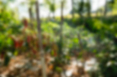 Bali Endonezya Seyahat tema bulanıklık arka plan