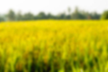 Bali Endonezya Seyahat tema bulanıklık arka plan