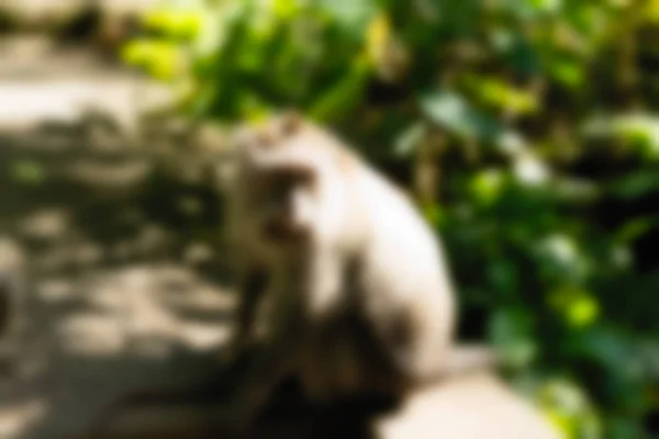 Ubud Monkey Forest Bali Indonesia Viaggi tema sfocatura sfondo — Foto Stock
