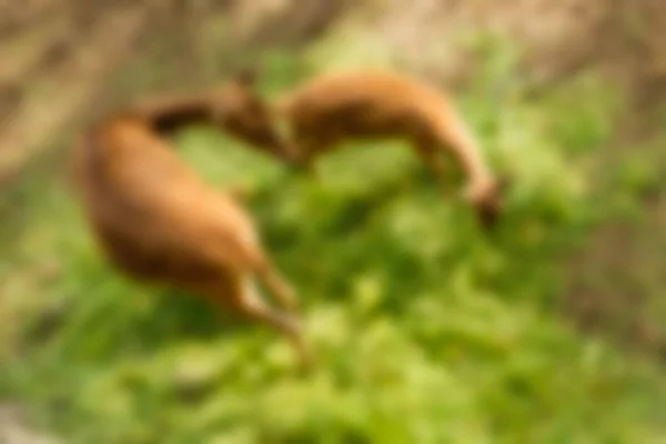 Ubud Monkey δάσος Μπαλί Ινδονησία ταξίδια θέμα θάμπωμα του φόντου — Φωτογραφία Αρχείου