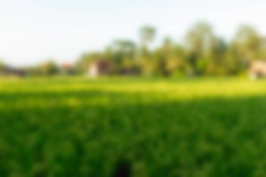 Bali Endonezya Seyahat tema bulanıklık arka plan