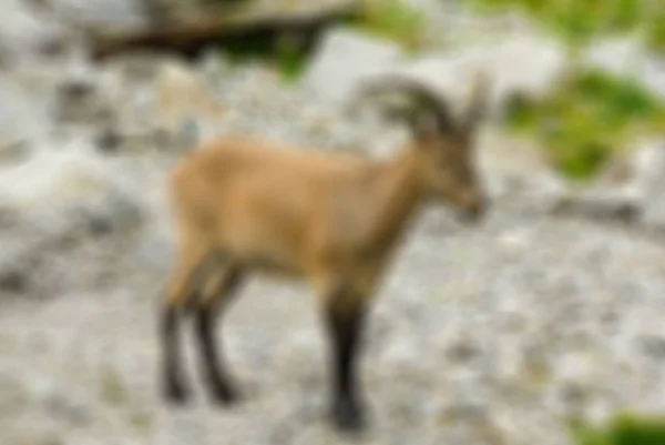 Bergsbestigning turism tema oskärpa bakgrund — Stockfoto