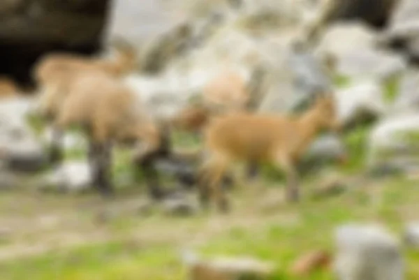 Montañismo turismo tema desenfoque fondo — Foto de Stock