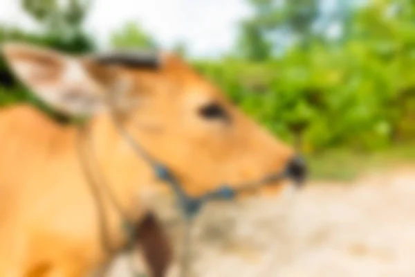 Bali Indonesia Viajes tema desenfoque fondo — Foto de Stock