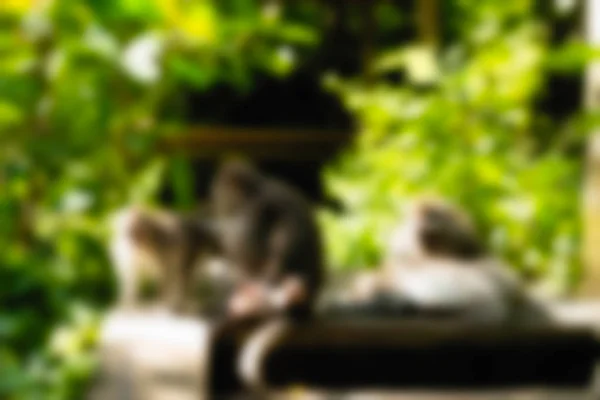 乌布猴子森林巴厘岛印度尼西亚旅游主题模糊背景 — 图库照片