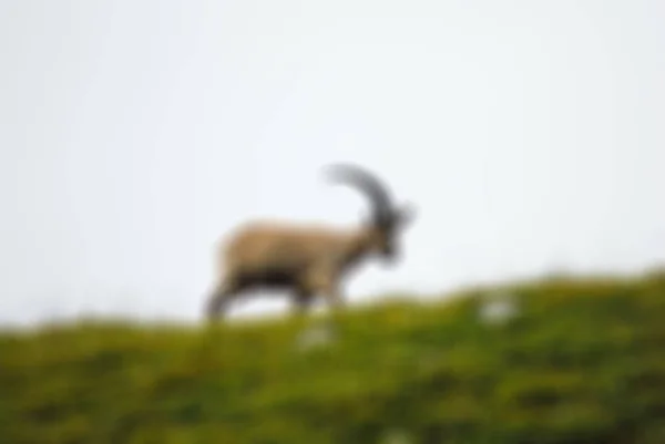 Mountaineering tourism  theme blur background — Stock Photo, Image