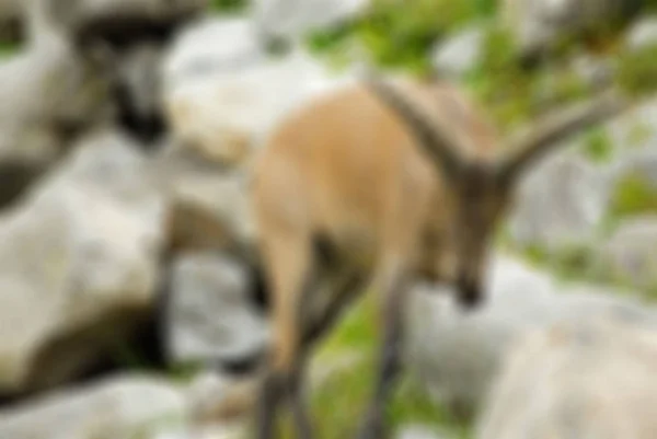 Montañismo turismo tema desenfoque fondo —  Fotos de Stock