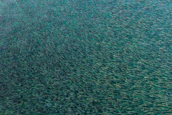 Fisk bakgrund skott — Stockfoto