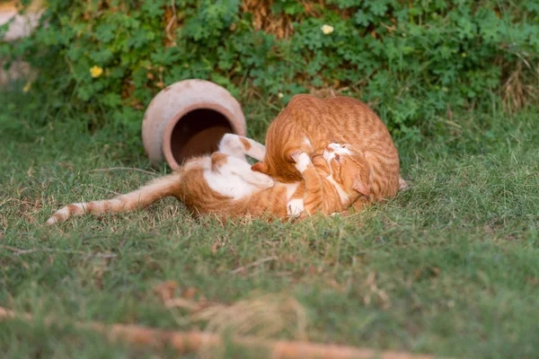 Två röda kattungar — Stockfoto