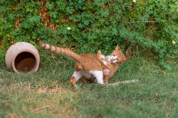 Два красных котенка — стоковое фото