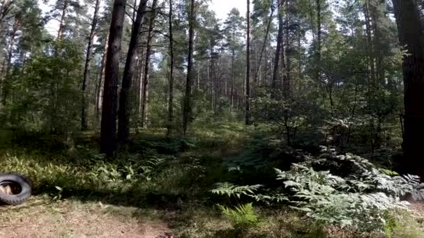 Översikt över gymmet i skogen — Stockvideo