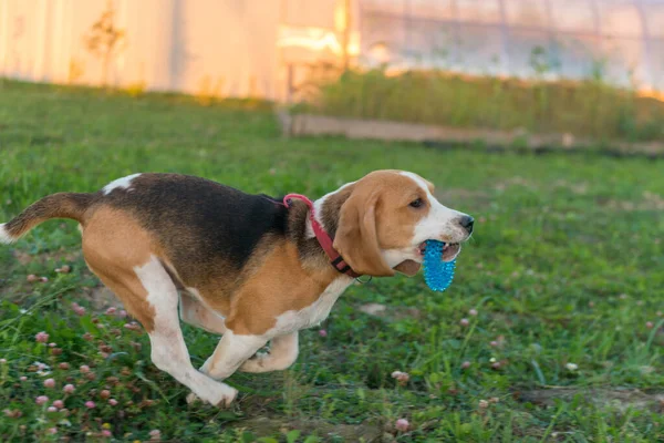 Niedliches Beagle-Porträt — Stockfoto