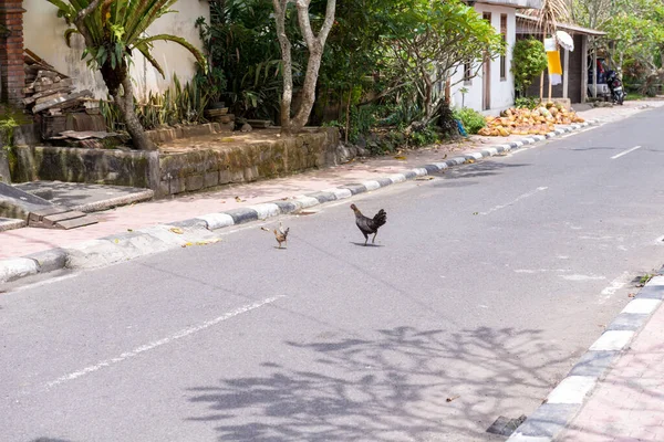 Sokaktaki tavuklar — Stok fotoğraf