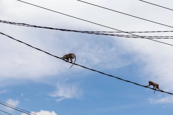 Macacos em fios em Ubud — Fotografia de Stock