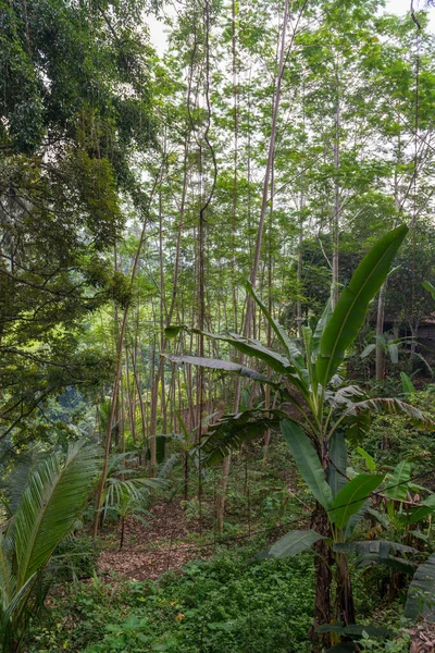 Selva suculenta em Bali — Fotografia de Stock