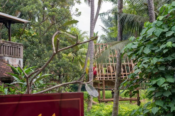 Vista do jardim indonésio — Fotografia de Stock