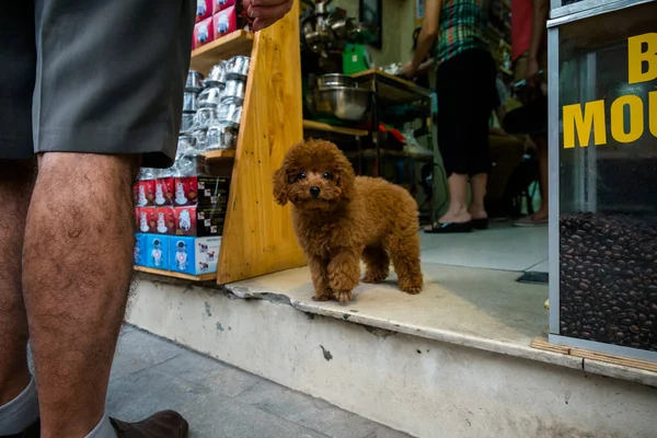 Lindo perro rojo — Foto de Stock