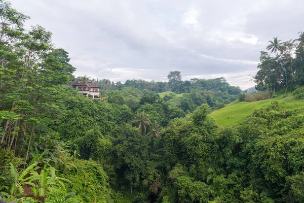 Saftiger Dschungel auf Bali — Stockfoto