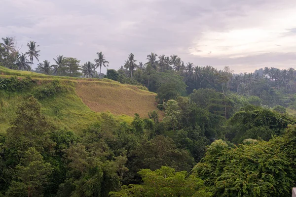 Exuberante selva en Bali — Foto de Stock