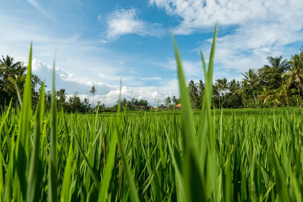 Rýžová pole v Ubud — Stock fotografie