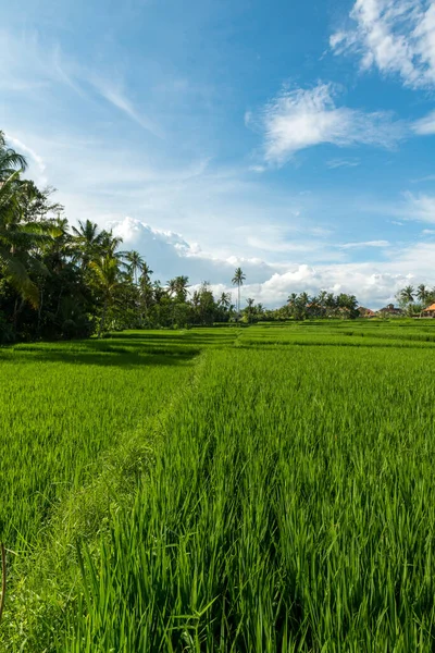 Rýžová pole v Ubud — Stock fotografie