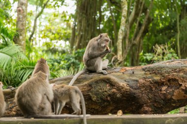 Ubud Bali 'deki Maymunlar