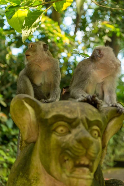 Πίθηκοι στο Ubud Bali — Φωτογραφία Αρχείου