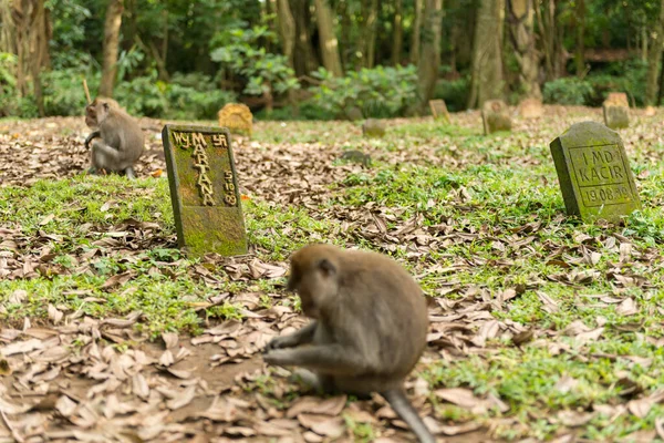 ウブドの猿｜バリ島 — ストック写真