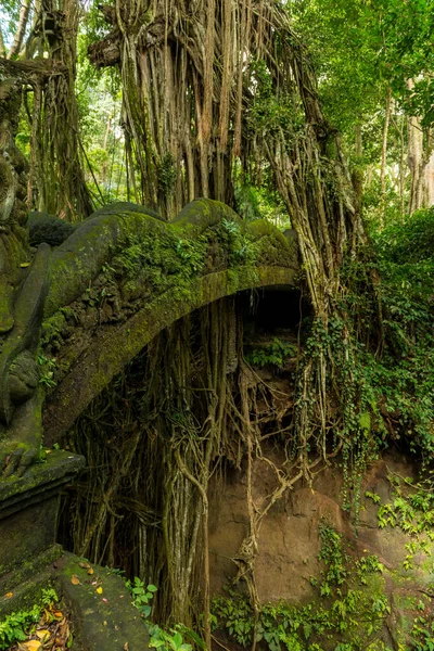 萌芽状态下的神圣猴林景观 — 图库照片