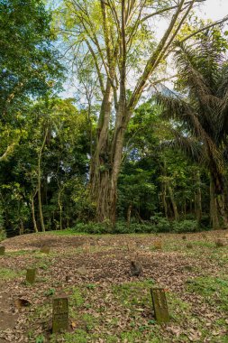 Ubud Bali 'deki Maymunlar