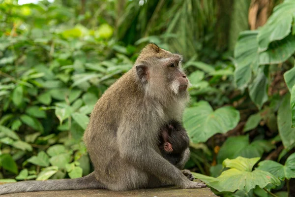 Scimmie a Ubud Bali — Foto Stock