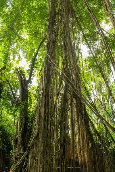萌芽状态下的神圣猴林景观 — 图库照片