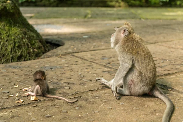 Affen in Ubud Bali — Stockfoto